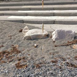 まるまると太ったキス