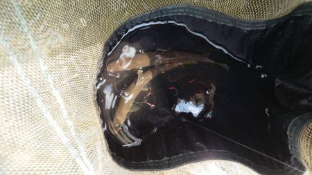 野洲川での友釣り