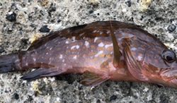 キジハタのお話