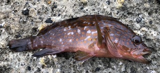 キジハタのお話