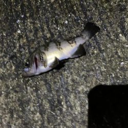 短時間メバリング