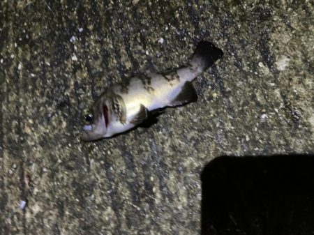 短時間メバリング