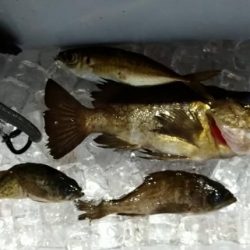 はじめてメバル釣りました!