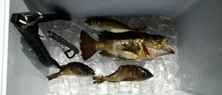 はじめてメバル釣りました!