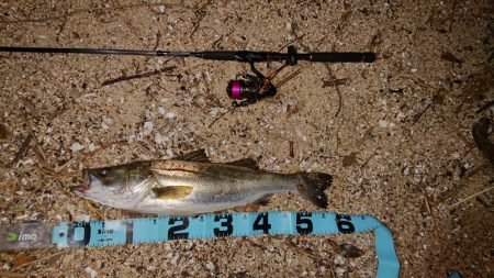 芦屋川河口でシーバス