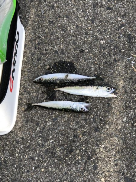 初舞洲にやって来ました