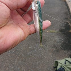 いつものロックフィッシュ