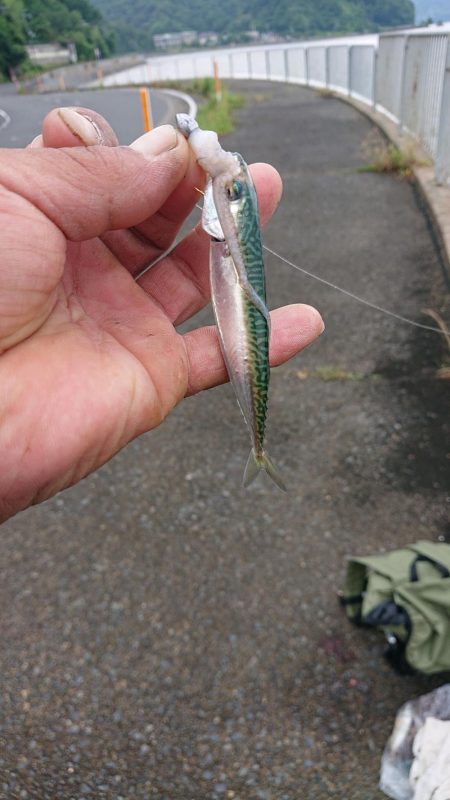 いつものロックフィッシュ