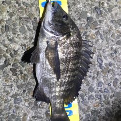 用事の間の短時間釣行で