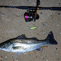 芦屋川河口シーバス