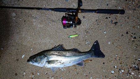 芦屋川河口シーバス