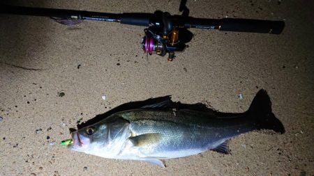 南芦屋浜シーバス  〜マイクロベイトボイル…