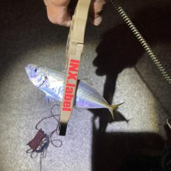 エギング、ライトゲーム