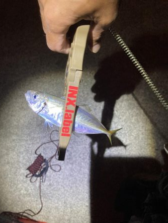 エギング、ライトゲーム