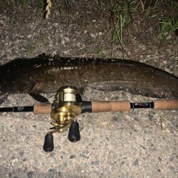 数年ぶりの淡水魚