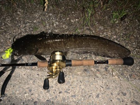 数年ぶりの淡水魚