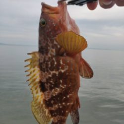 キジハタ、サバ