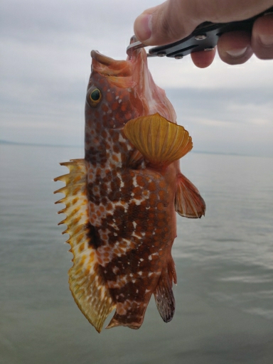 キジハタ、サバ