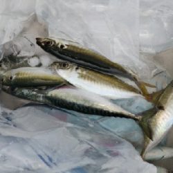 キジハタ、アジ、サバ