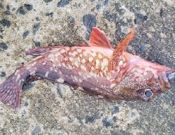 アジをさがして