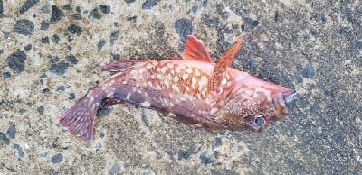 アジをさがして