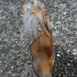 夕マズメにエギング