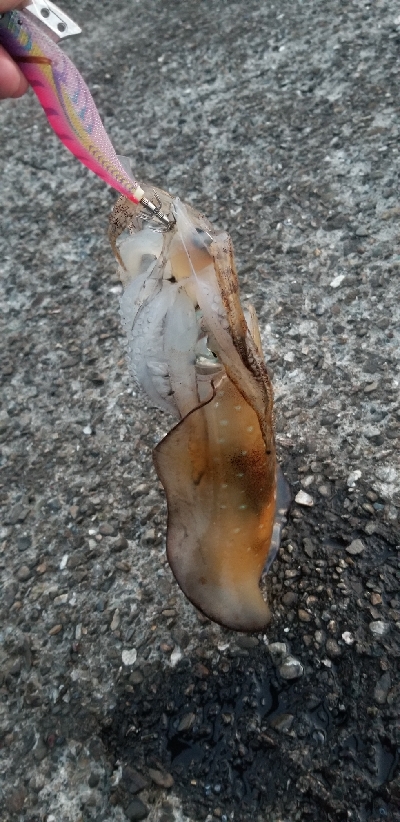 夕マズメにエギング