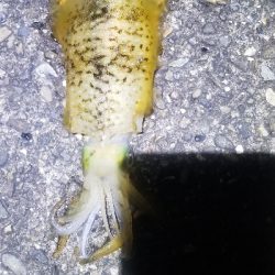 春エギング　数釣り