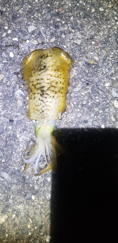 春エギング　数釣り