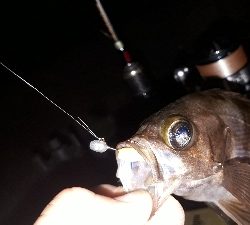 久しぶりに泉南