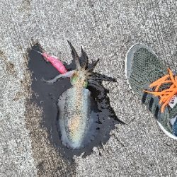 朝マヅメにリベンジエギング