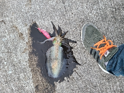 朝マヅメにリベンジエギング