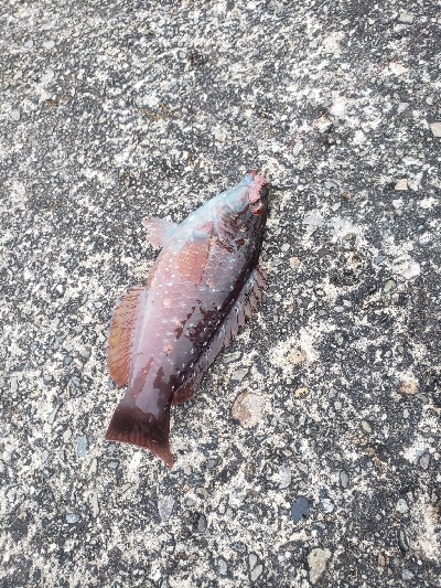 川久横でミニサイズ