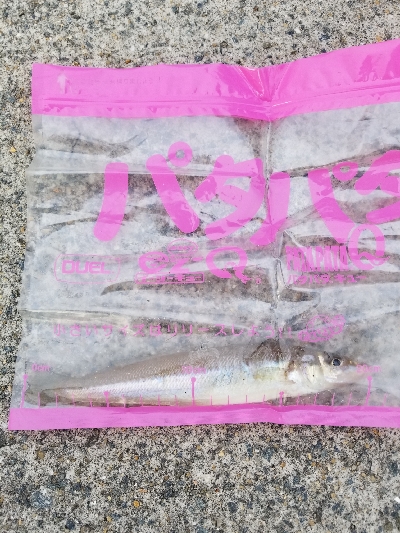 アジングワームでちょい投げキス