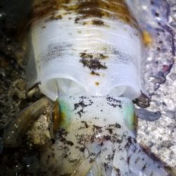 ナイトエギング　