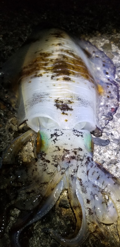 ナイトエギング　