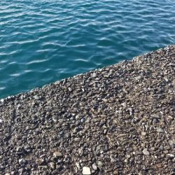 エギング　釣れたよ