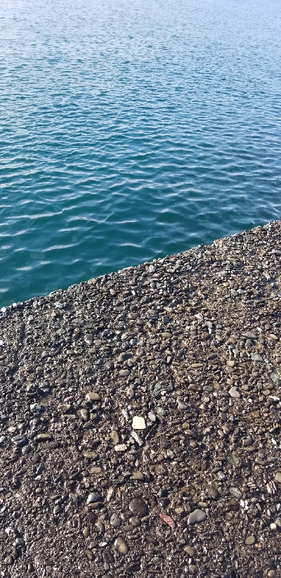 エギング　釣れたよ