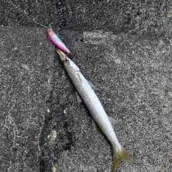 久しぶりの釣行