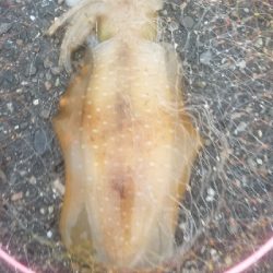 数釣りできたよ。エギング