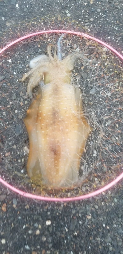 数釣りできたよ。エギング