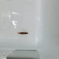 今季初イカメタル