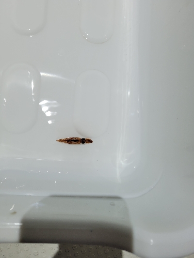 今季初イカメタル