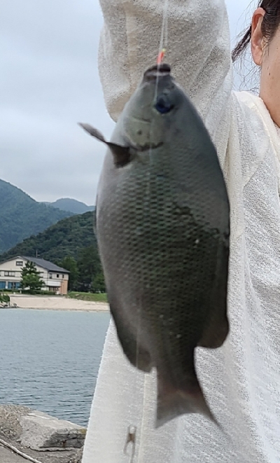 アオリなし、サビキでアジ