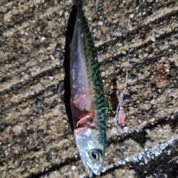 サバゲー第二段