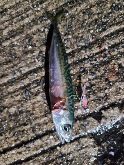 サバゲー第二段