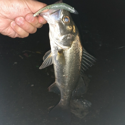 ランガンでシーバス