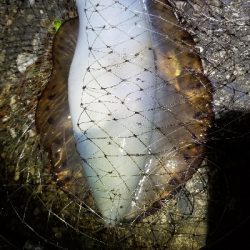 強風エギング。釣れてよかった。