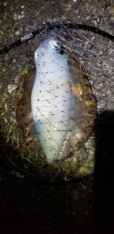 強風エギング。釣れてよかった。