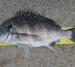 マイクロベイトを求めて